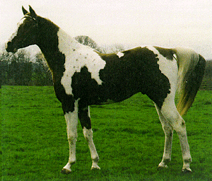 QUARAB
